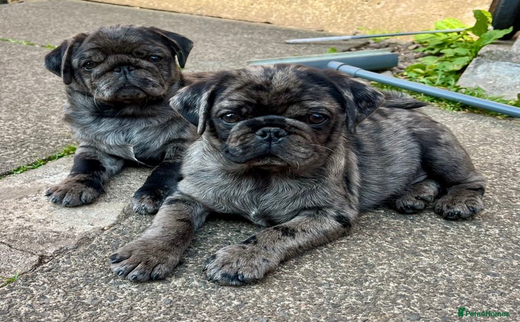 Pug dogs - Advert 1