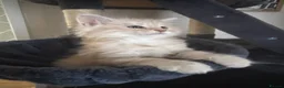 Maine Coon cats for sale: Main coon kittens - Advert 21