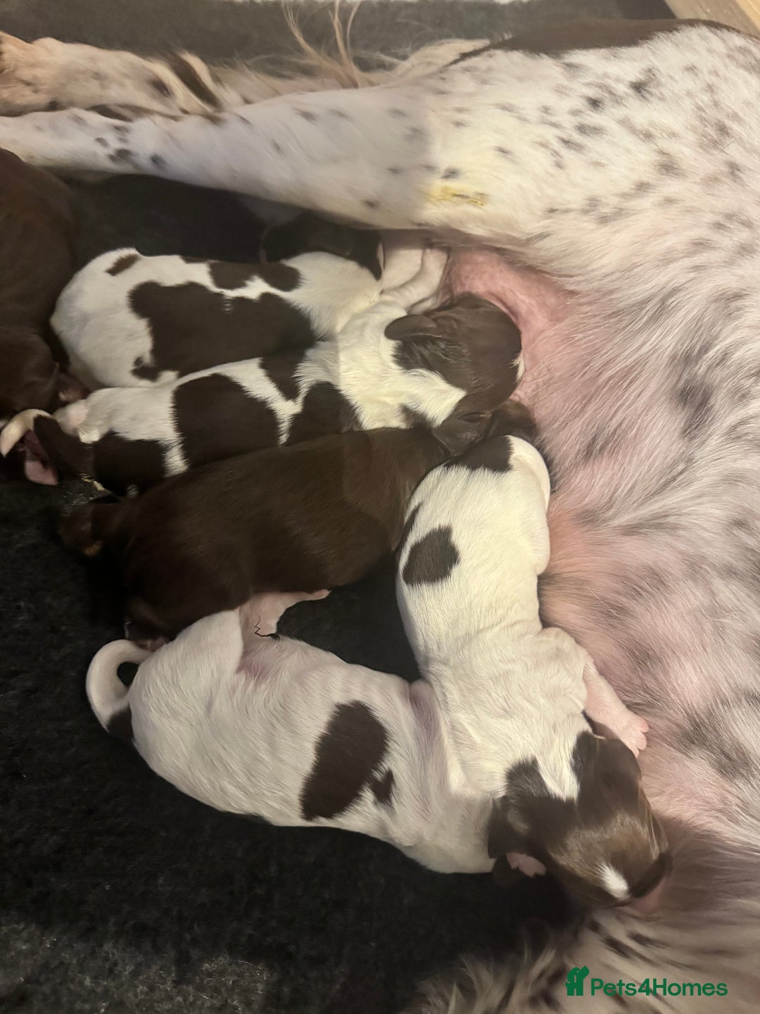 Sprocker dogs for sale: Sprocker puppies  - Advert 3