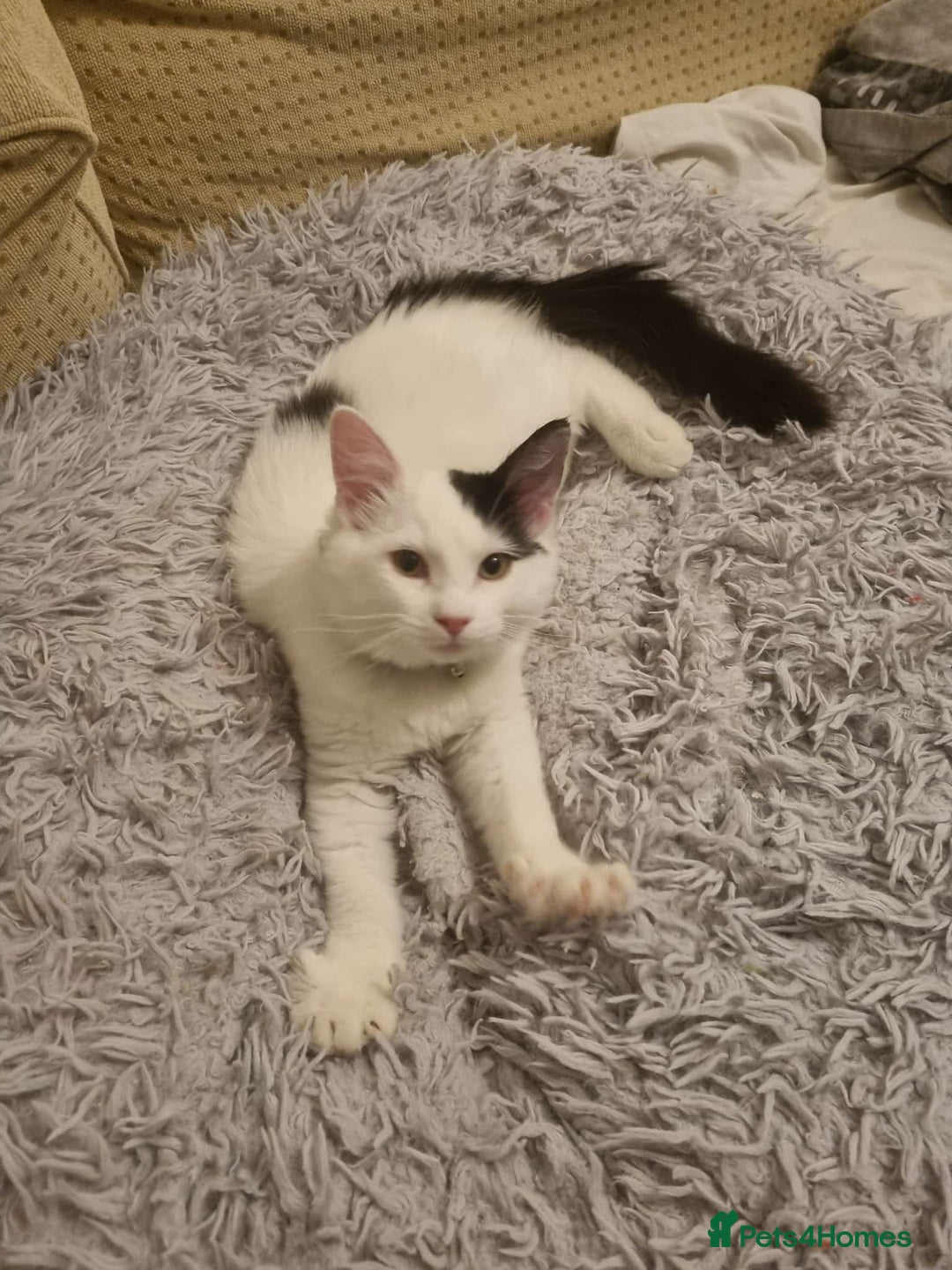 Mixed Breed cats for sale: Ragdoll mix kitten  - Advert 1