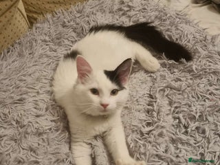 Mixed Breed cats Ragdoll mix kitten - Advert 11