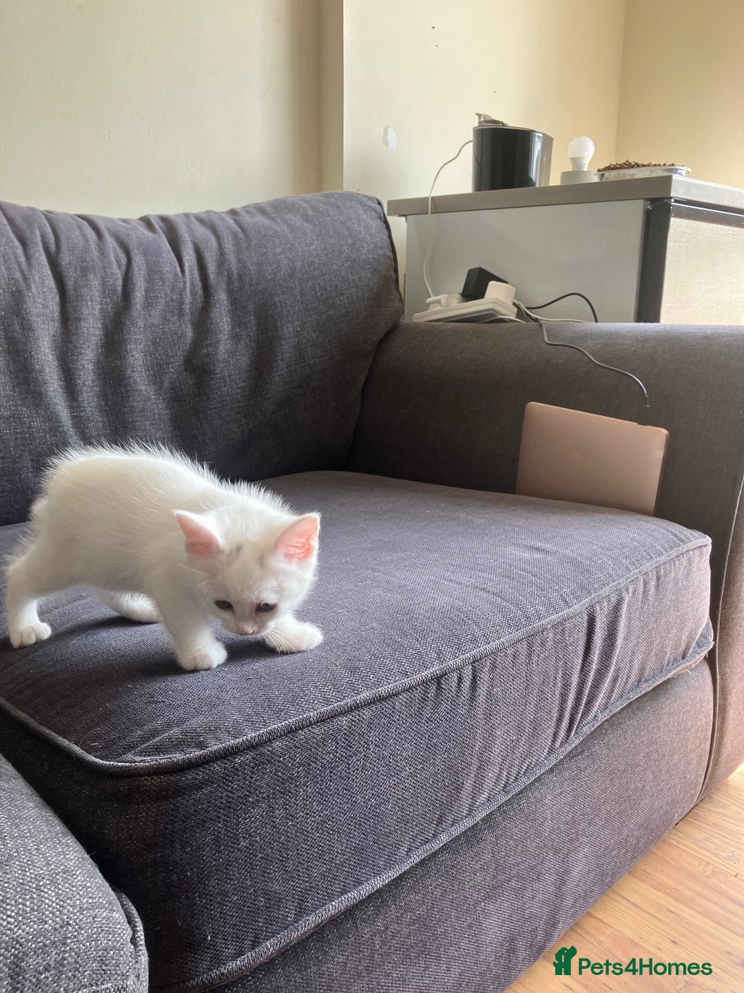 Khao Manee cats for sale: White Scottish fold mix - Image 2