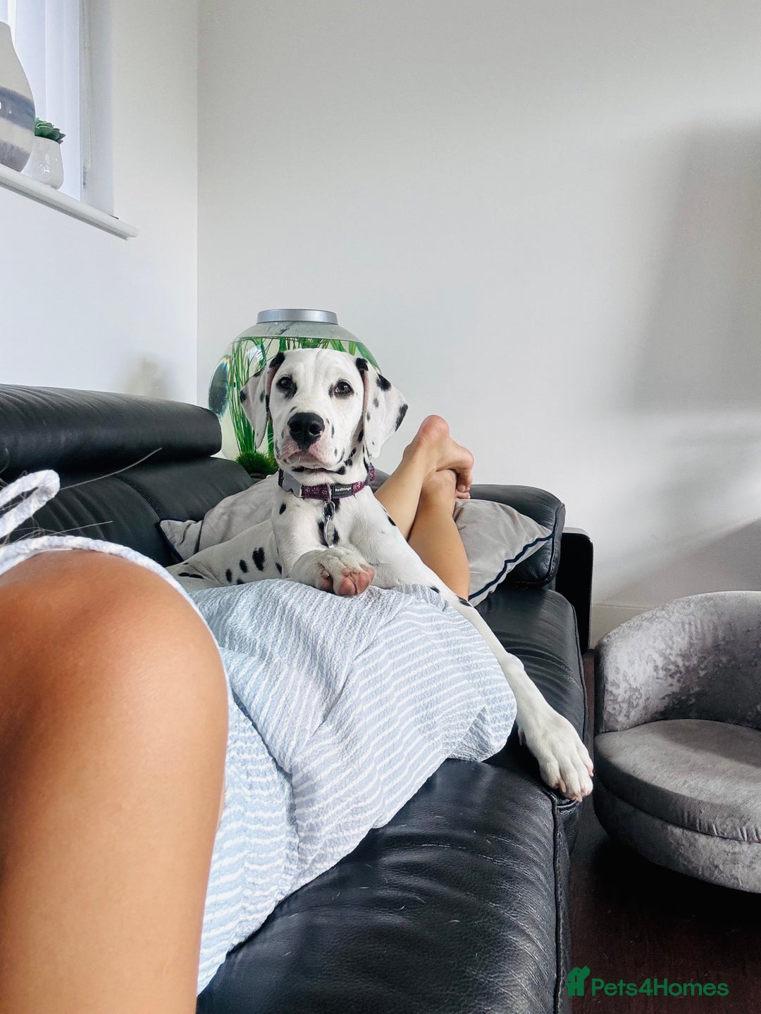 Dalmatian dogs for sale: KC Female Dalmatian  - Advert 5