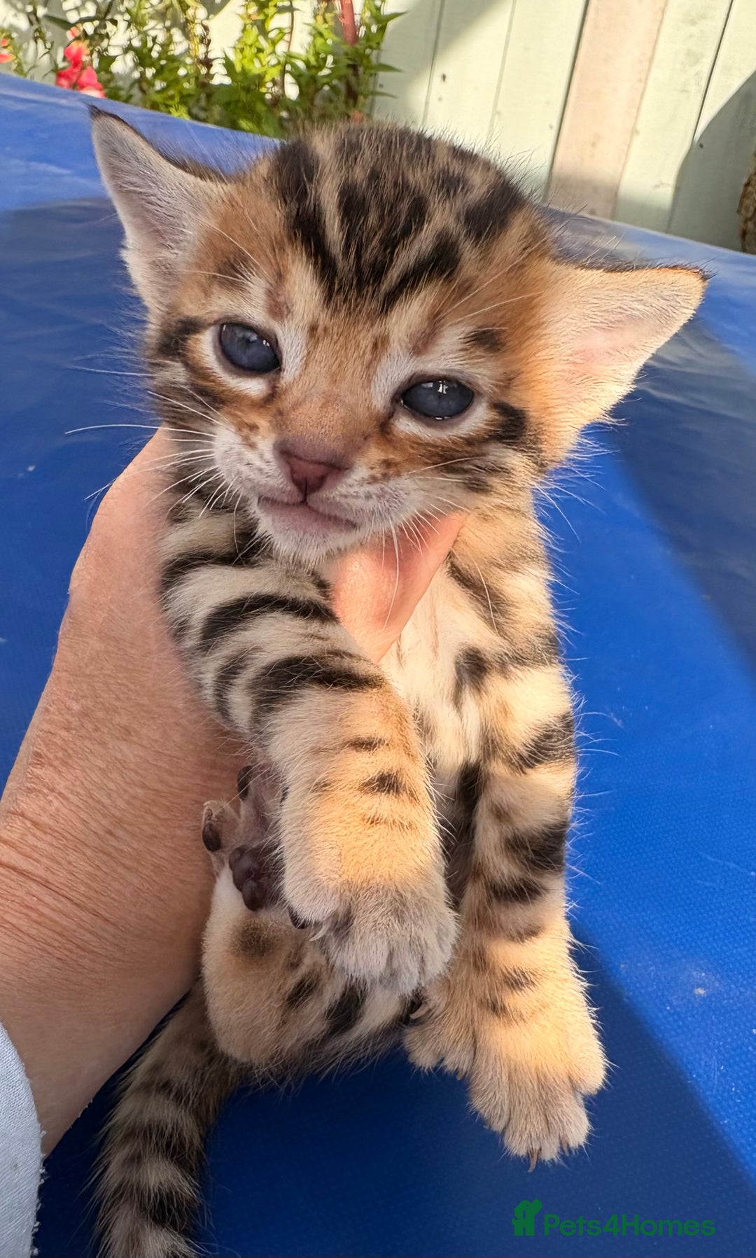 Keetso cats for sale: Stunning golden keetsos  - Image 12