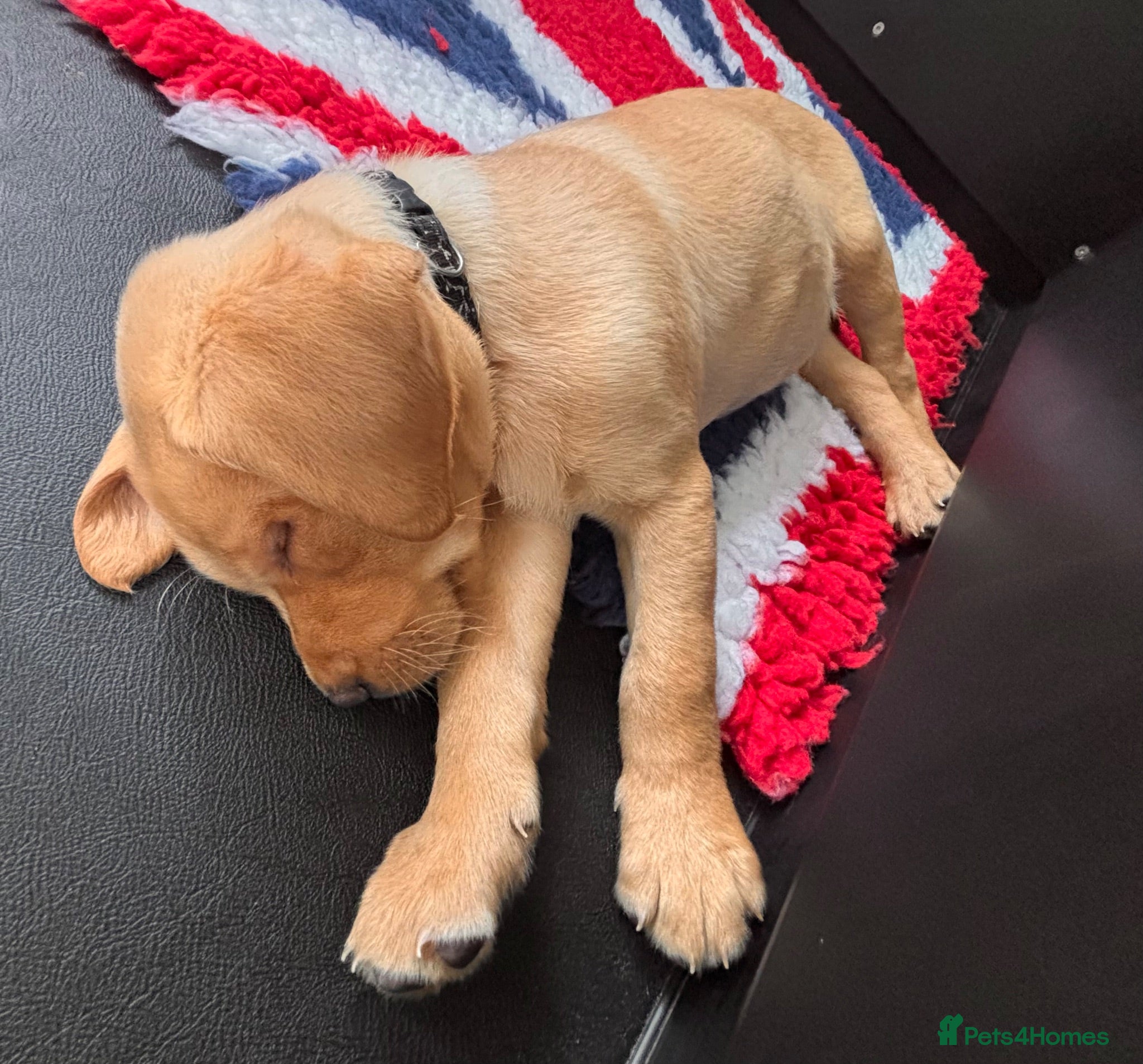 Labrador Retriever dogs Gorgeous KC Vet Checked Lab Puppies - Ready now - Advert 1