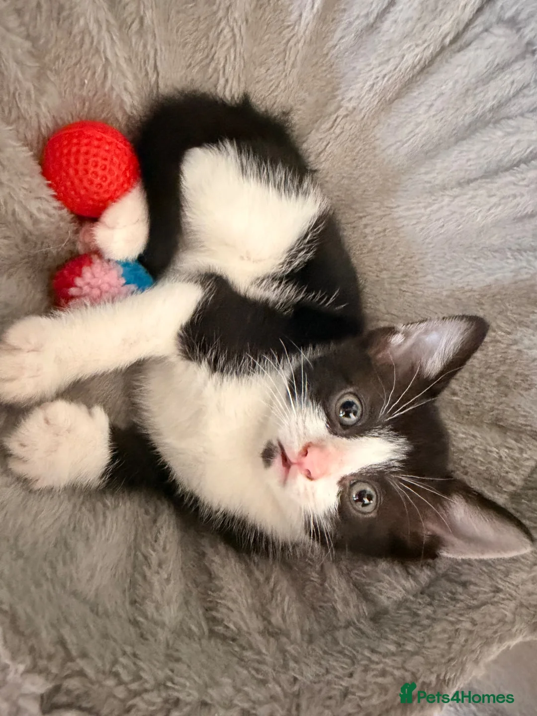 Mixed Breed cats for sale: 2 mix breed boys  in Atherstone - Advert 1