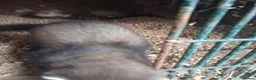 Ferret rodents for sale: Ferrets in Calne - Advert 4