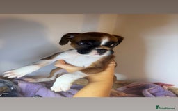 Boxer dogs for sale: Flashy boxer/red - natural bob tail/tail  - Image 19