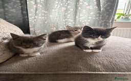 Mixed Breed cats for sale: Kittens for sale  - Advert 6