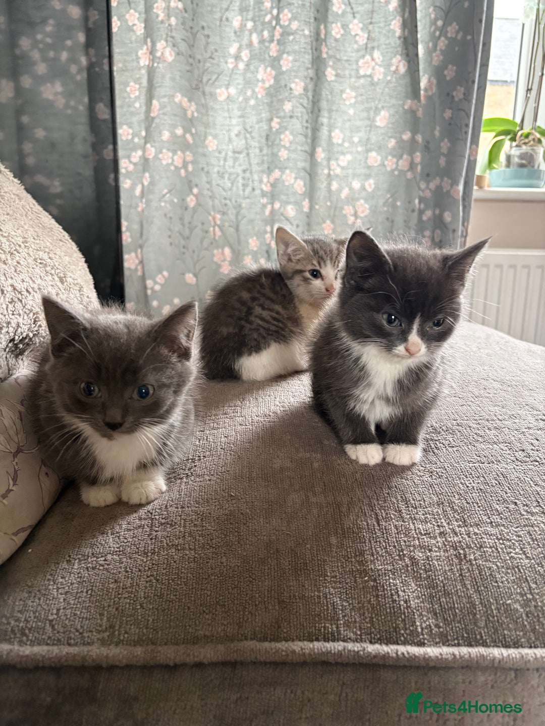 Mixed Breed cats for sale: Kittens for sale  - Advert 6