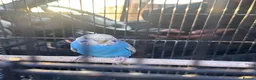 Budgerigars birds for sale: Budgies  - Advert 22