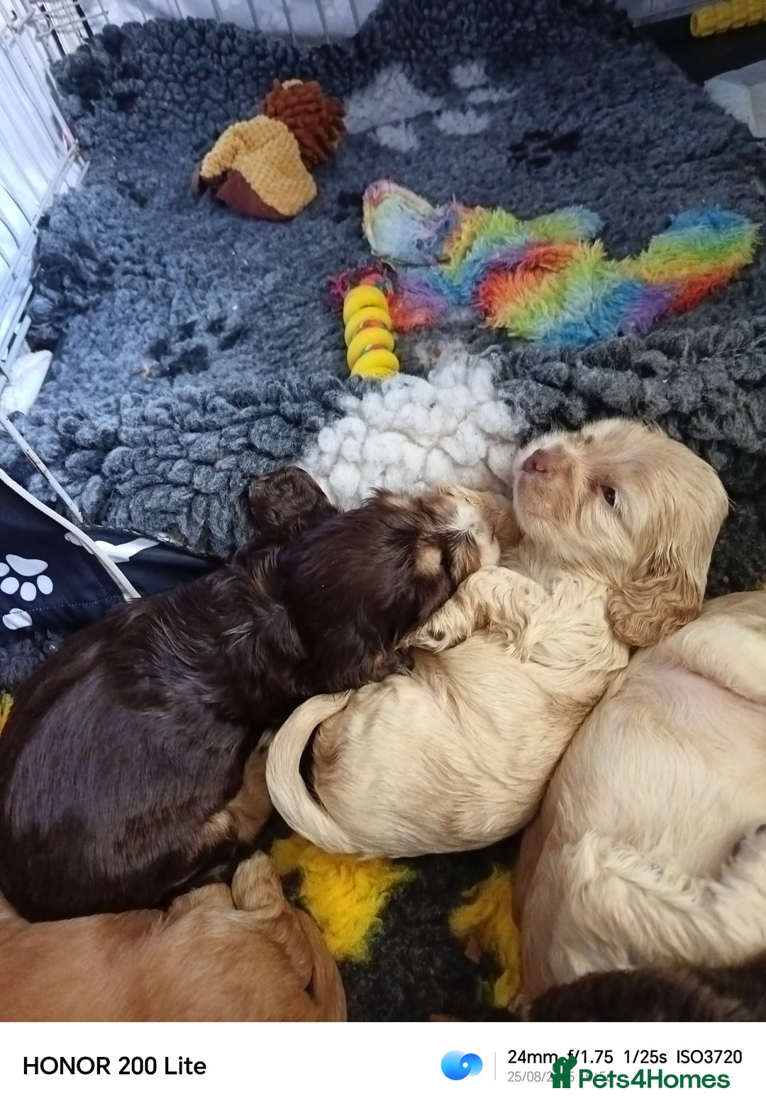 Cocker Spaniel dogs for sale: Show type Cocker spaniel puppy's KCR - Image 10