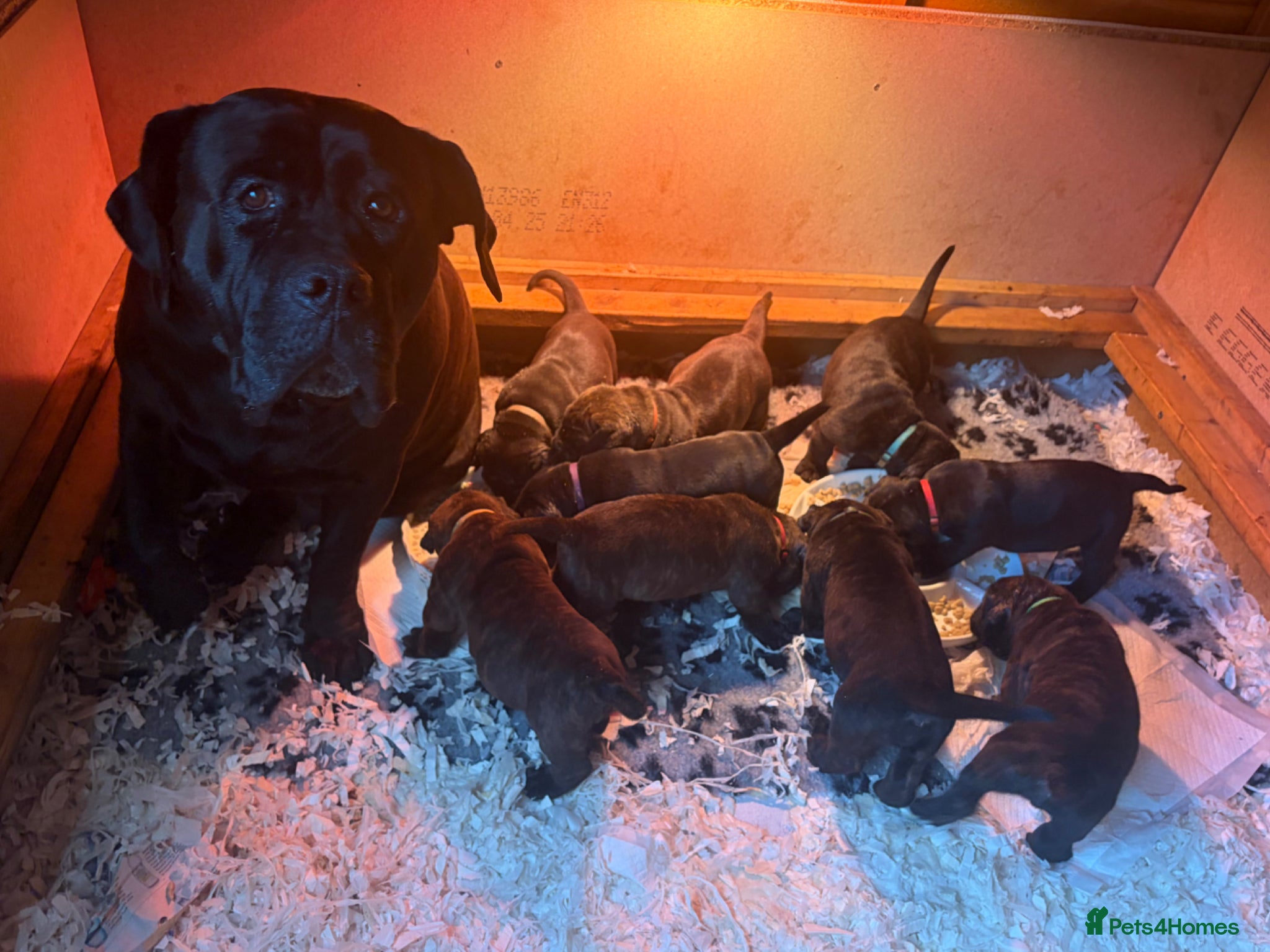Mixed Breed dogs Cane Corso x Dogue de Bordeux stunning litter of 9 - Advert 1
