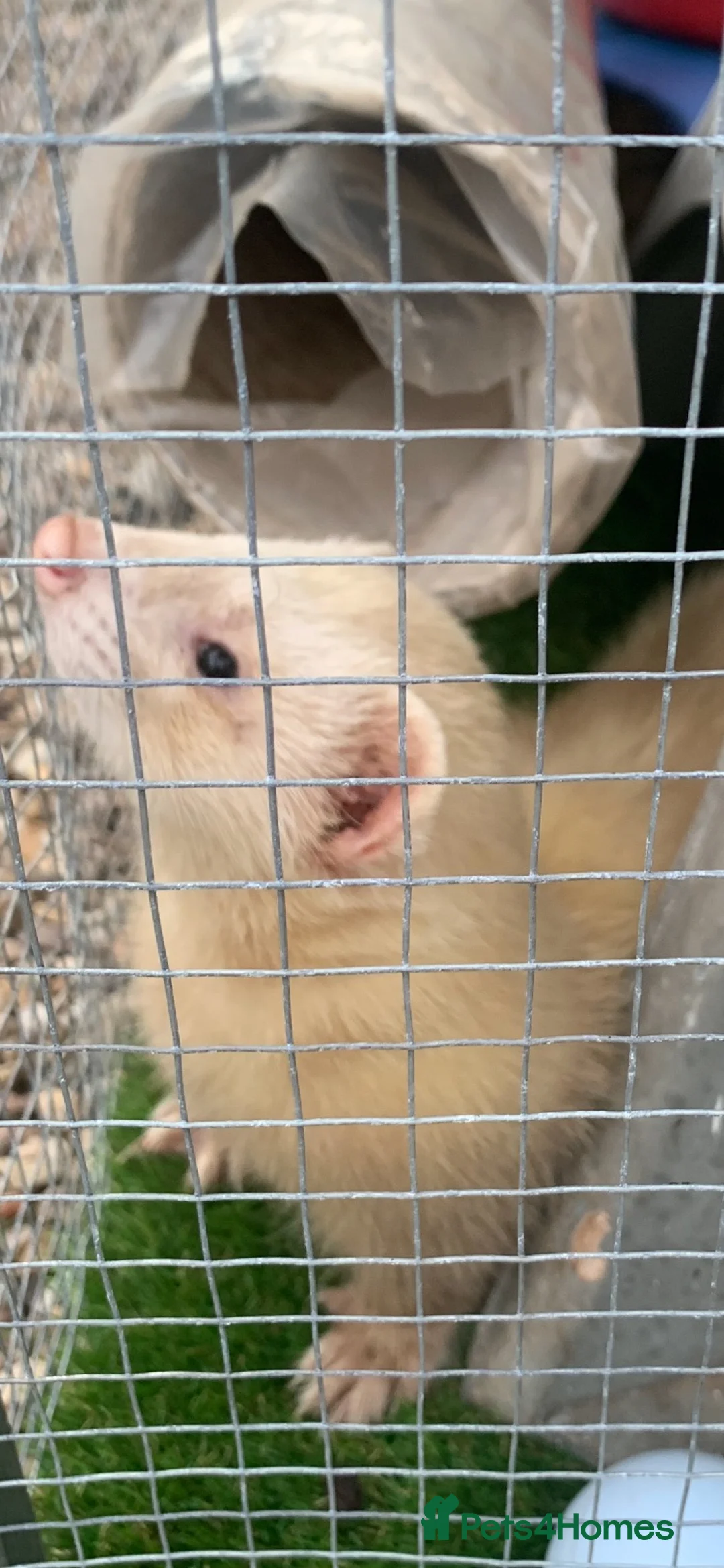 Ferret rodents for sale: Male BEW in Sheffield - Advert 3