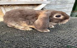 Mini Lop rabbits for sale: Choc otter mini plush lops - Image 5