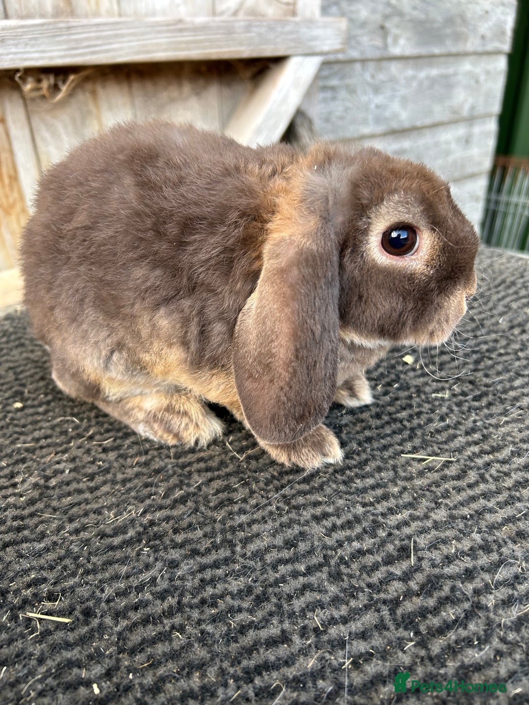 Mini Lop rabbits for sale: Choc otter mini plush lops - Image 5