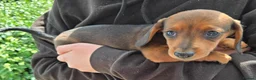 Miniature Dachshund dogs for sale: 5 X miniature dachshunds puppies for sale - Advert 9