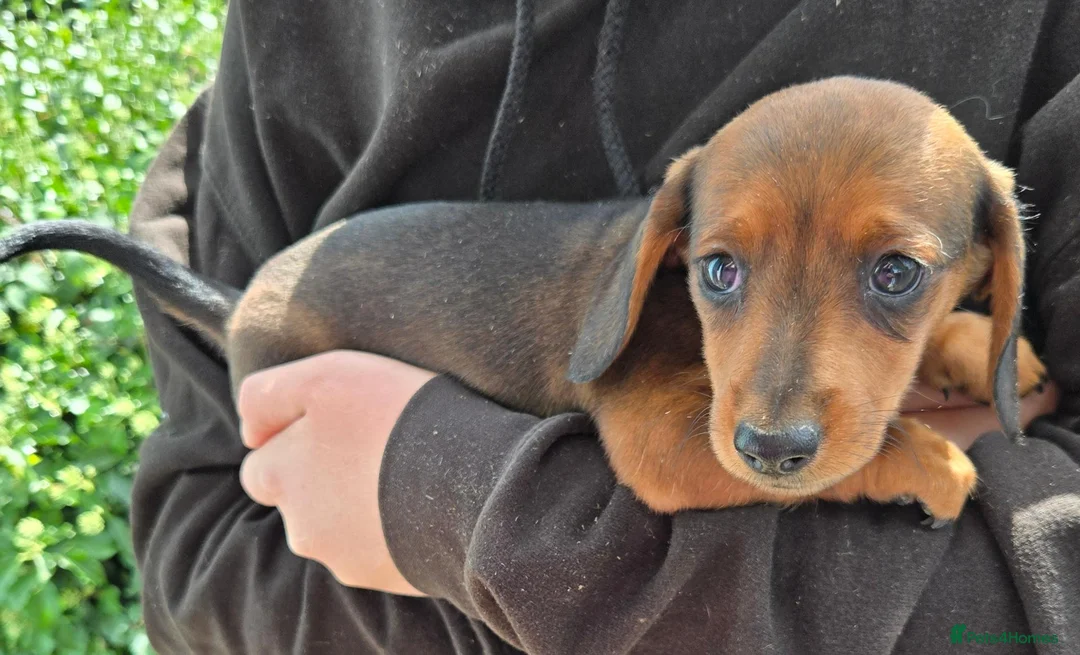 Miniature Dachshund dogs for sale: 5 X miniature dachshunds puppies for sale - Advert 9
