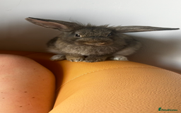 Lionhead rabbits for sale: Rabbits to new family - Advert 3