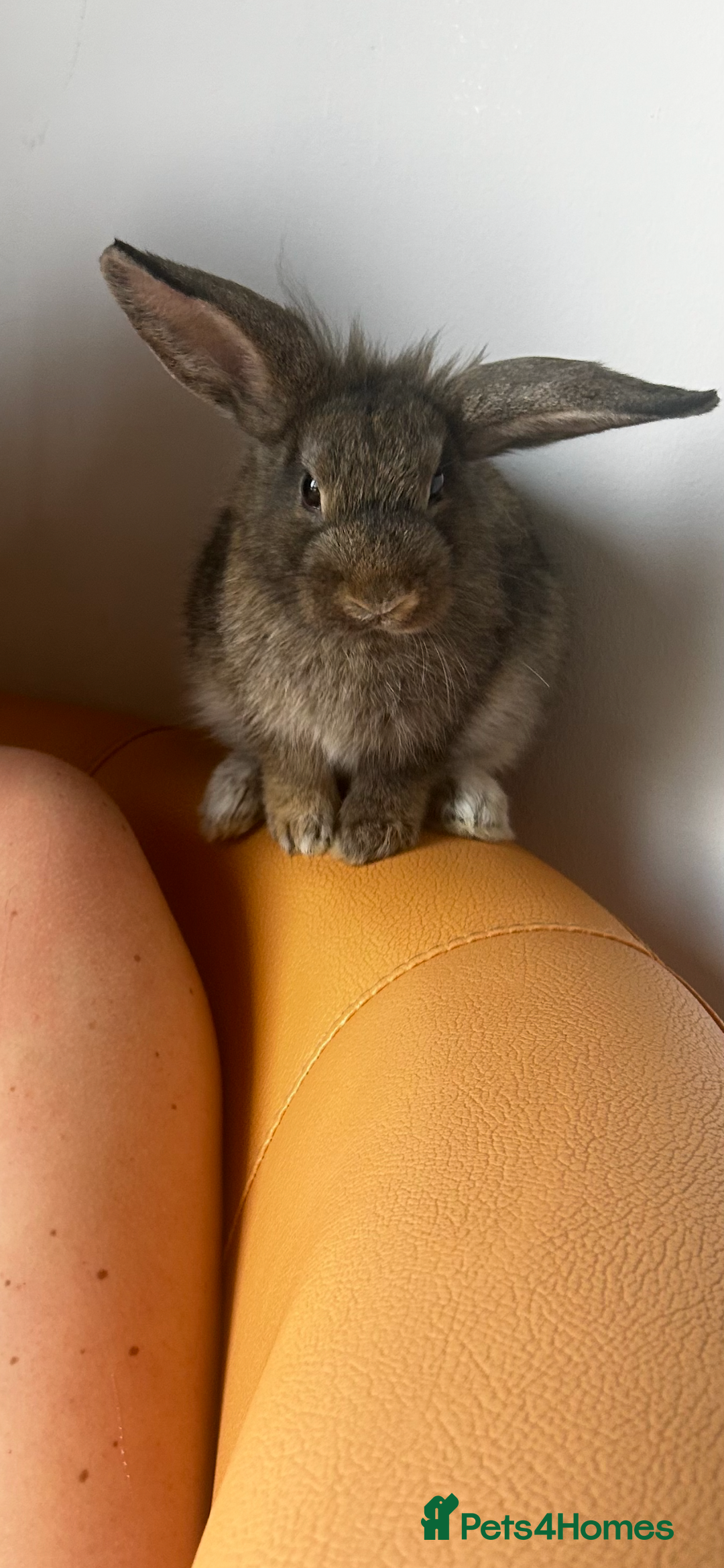 Lionhead rabbits for sale: Rabbits to new family - Advert 3