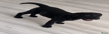 Female labrador puppy