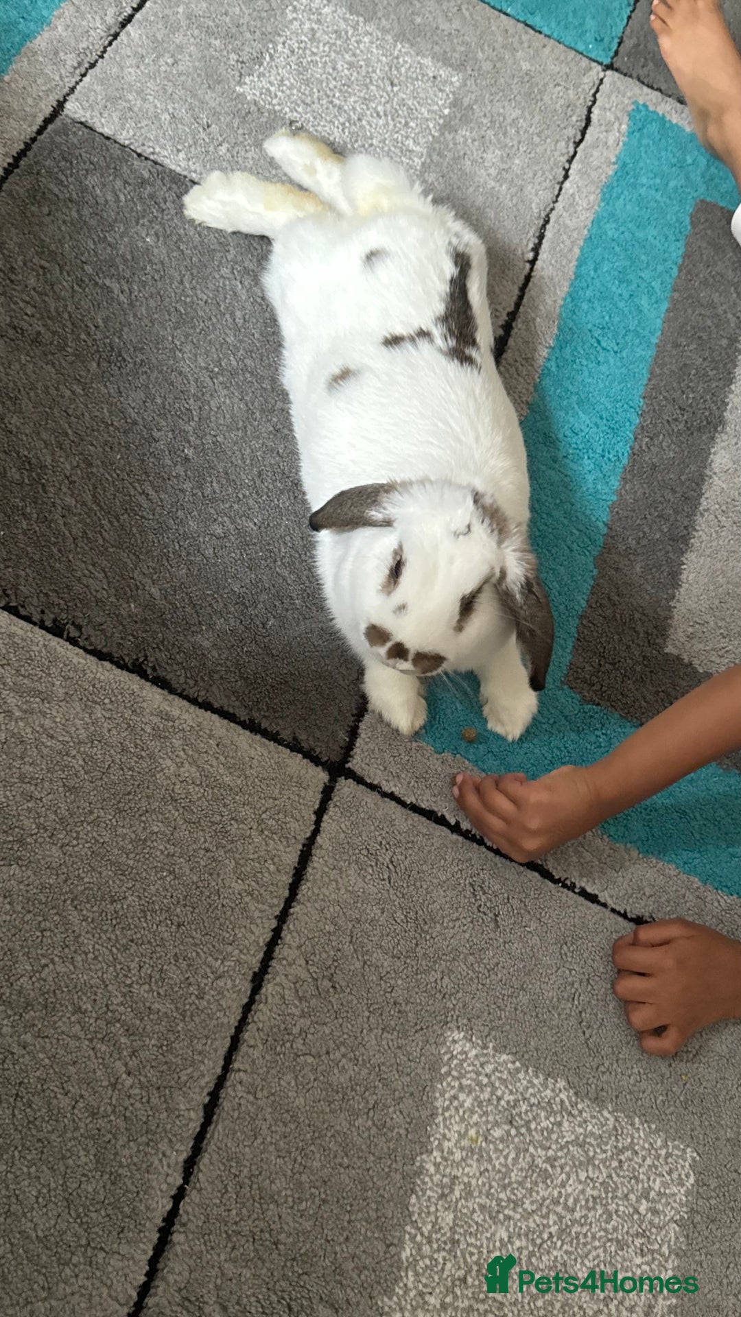 Dutch rabbits for sale: Dutch bunny - Image 6