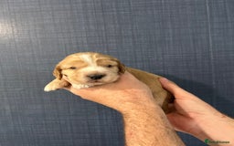 Cocker Spaniel dogs for sale: Gorgeous shoe type cocker spaniel  - Image 9