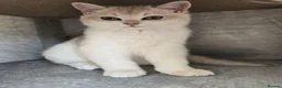 British Shorthair cats for sale: Blue golden chinchila! READY TO GO! - Advert 2