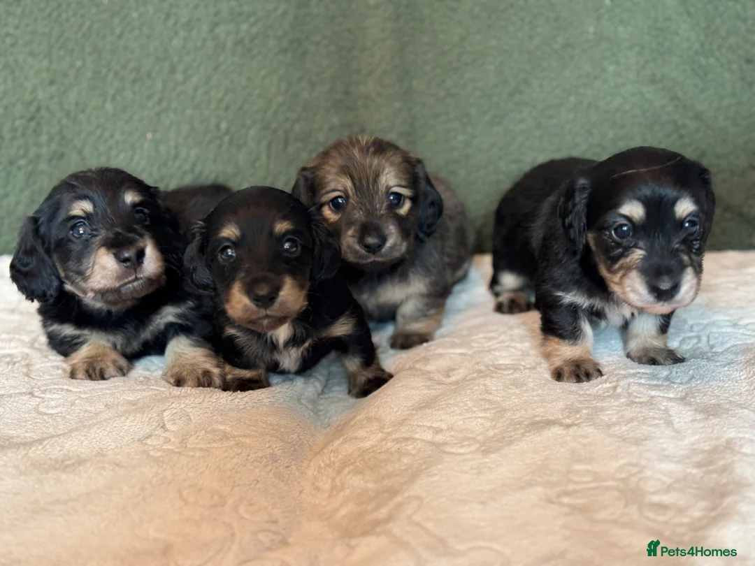 Miniature Dachshund dogs for sale: Black and cream long haired dachshunds - Advert 2