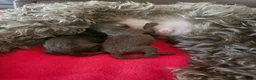 Cockapoo dogs for sale: £1150 - Advert 2