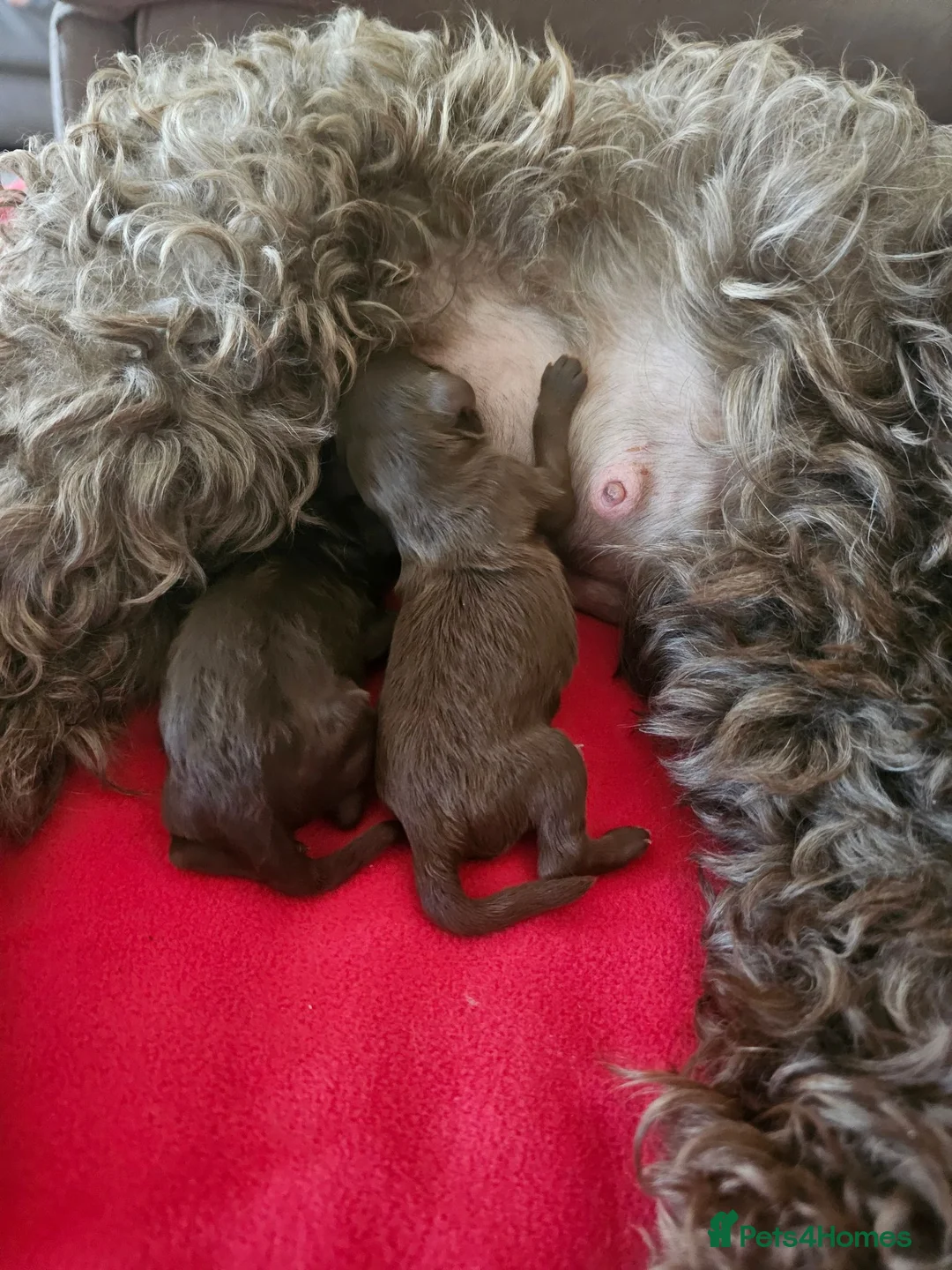 Cockapoo dogs for sale: £1150 - Advert 2