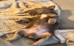 French Bulldog dogs for sale: Isabella & Tan fluffy French bulldoy - Image 7