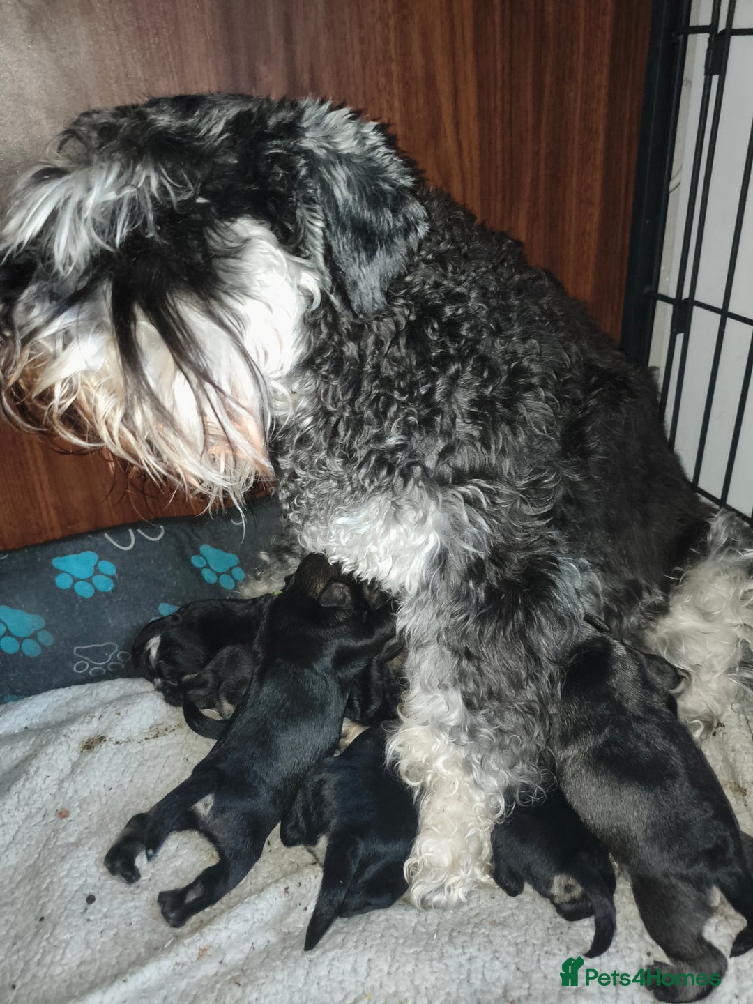 Miniature Schnauzer dogs for sale: Charming Mini Schnauzers with KC registration - Image 15