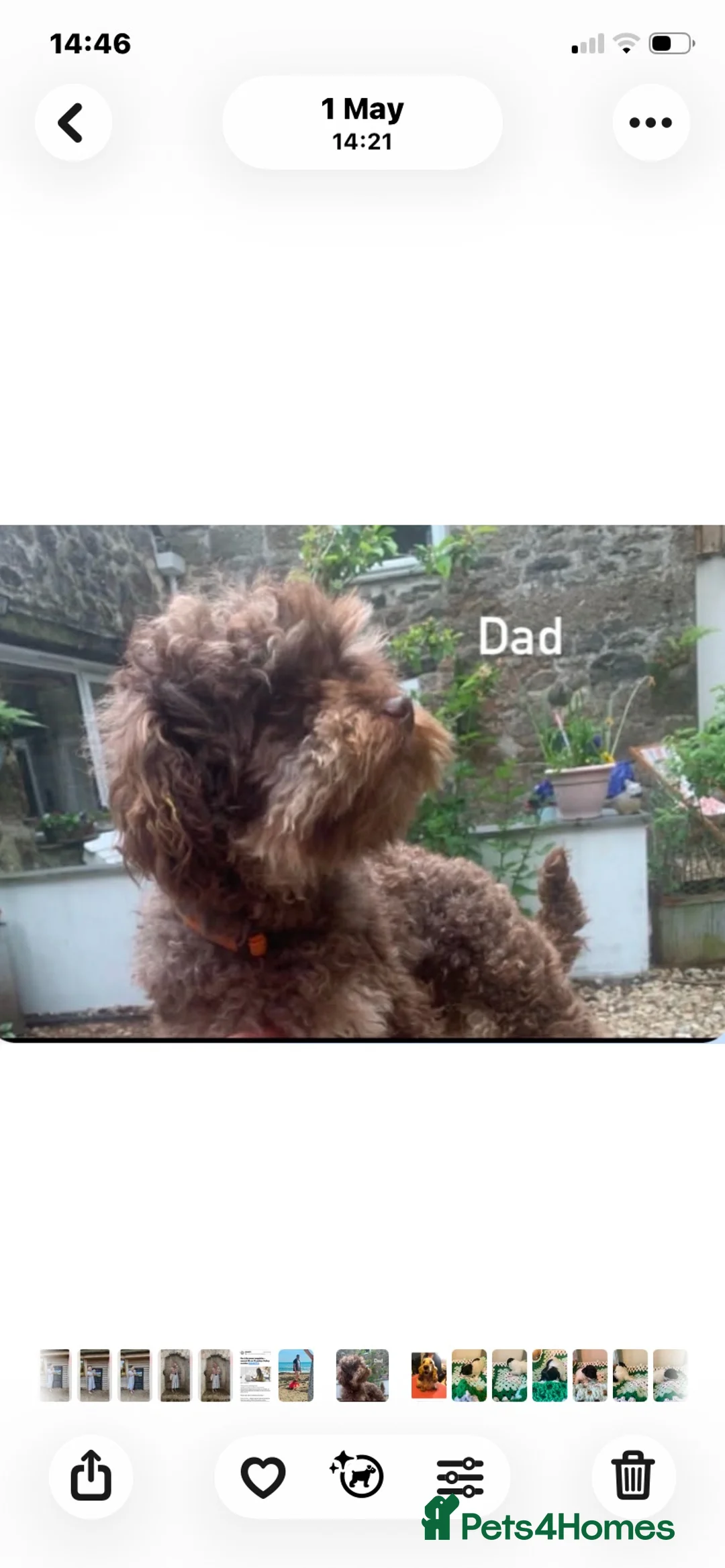 Maltipoo dogs for sale: F1 Maltipoo boy - Advert 13