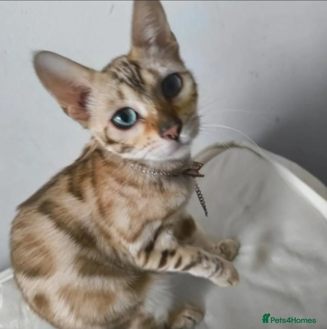 Bengal cats for sale: STUNNING BENGAL TABBY MIXED GIRL! - Advert 10