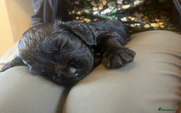 Cocker Spaniel dogs for sale: Gamekeeper bred working cockers - Image 5