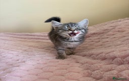 Maine Coon cats for sale: Ragdoll cross Maine Coon kitten - Image 2