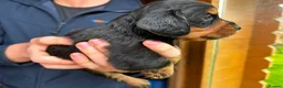 Cocker Spaniel dogs for sale: Champion Bred Litter of Working Cocker Spaniels  - Advert 8