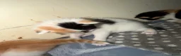 Mixed Breed cats for sale: Fluffy little kittens  - Advert 6