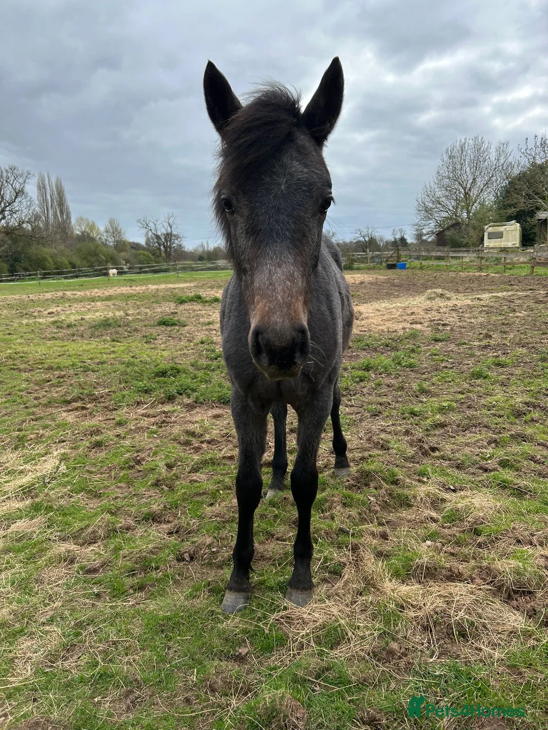 Connemara horses for sale: Class 1 Connemara Filly - Advert 2
