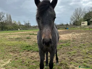 Connemara horses Class 1 Connemara Filly - Advert 1