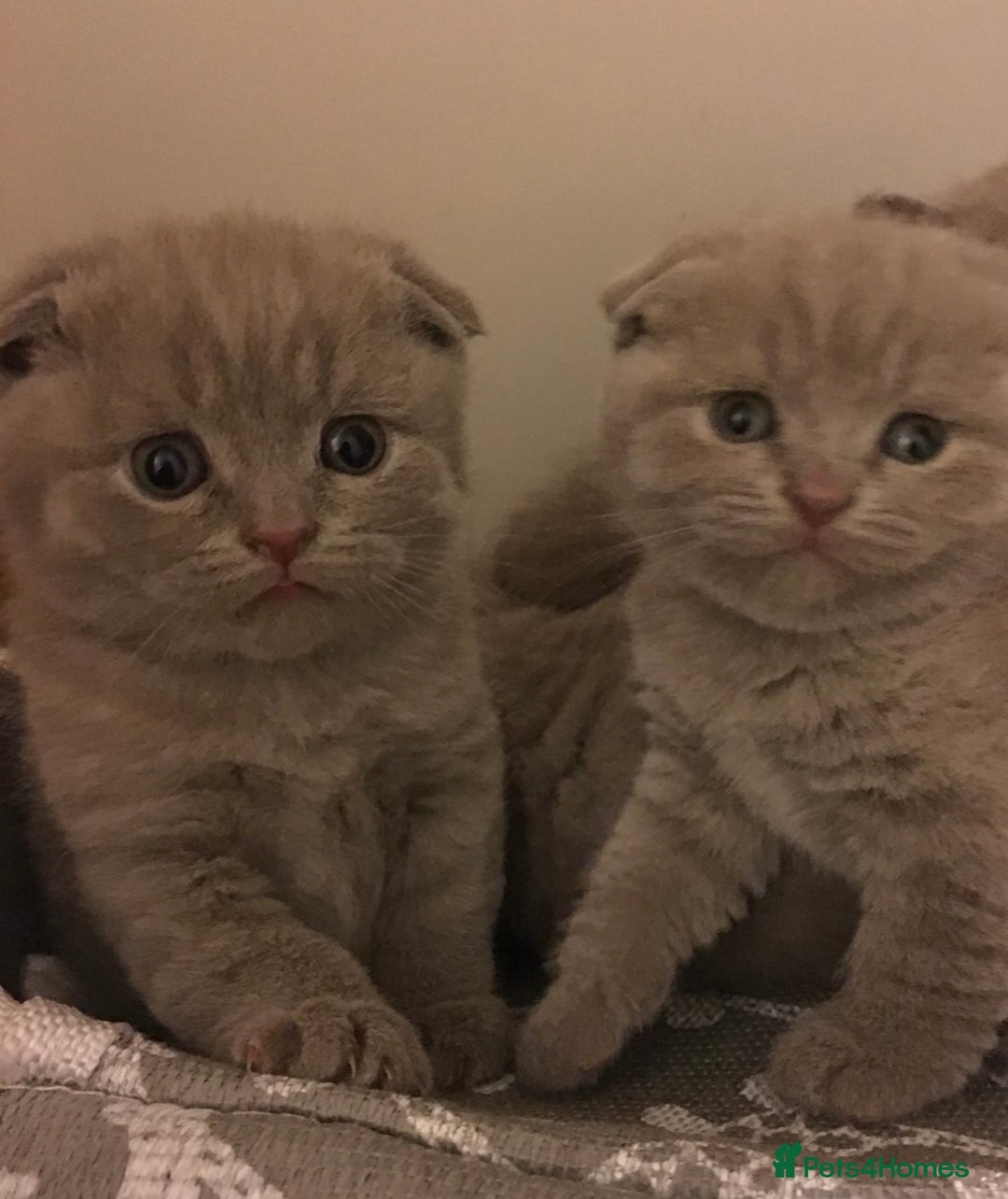 Scottish Fold cats for sale: Adorable Scottish fold  - Image 7