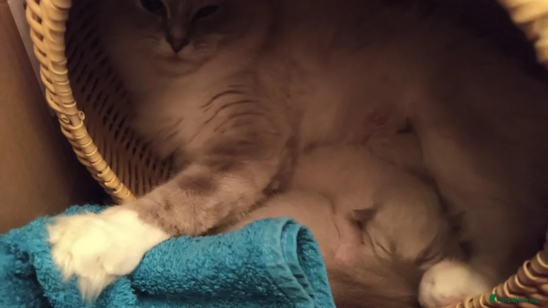 Ragdoll cats for sale: 3 Ragdoll Kittens for sale  - Advert 6