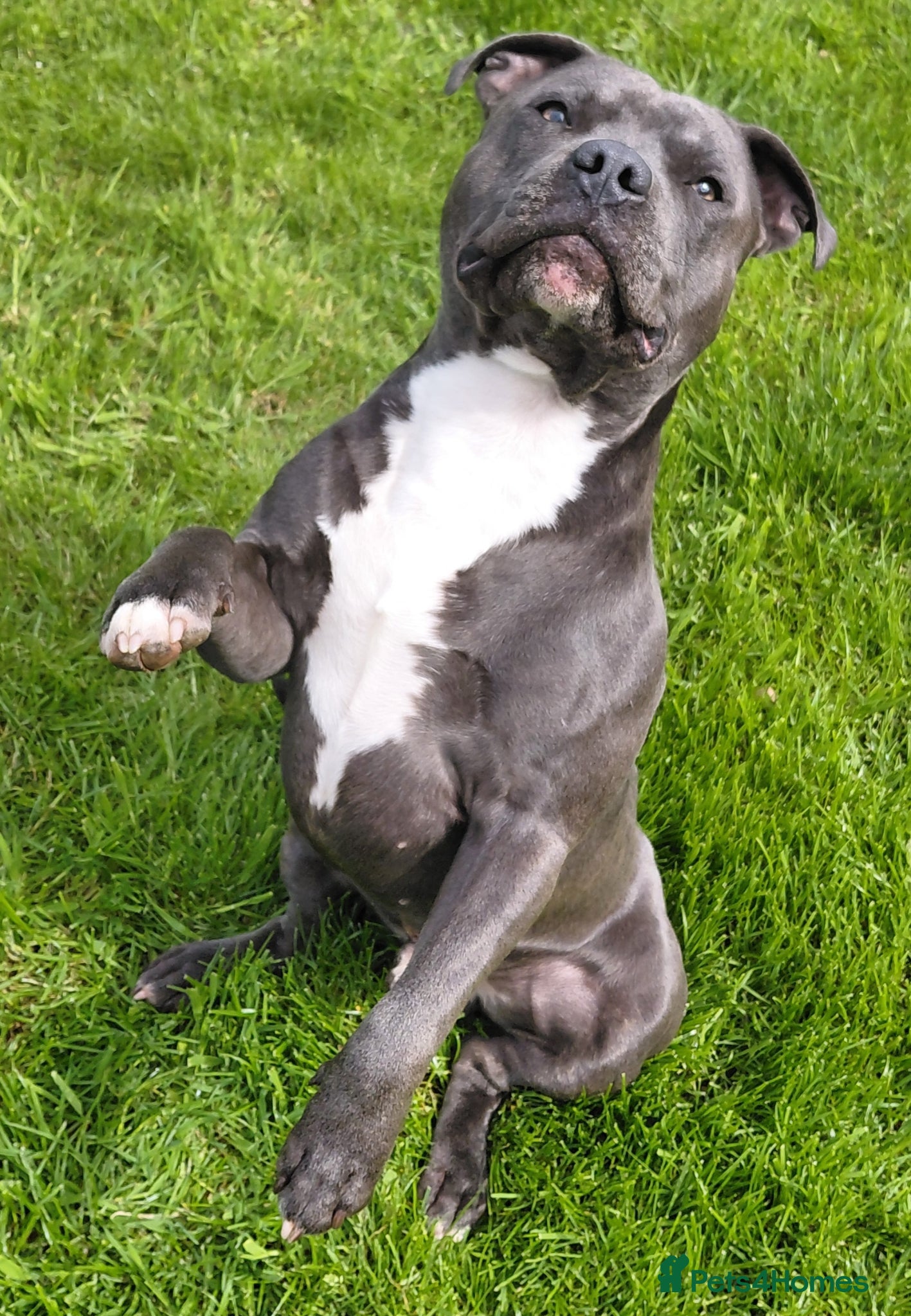 Staffordshire Bull Terrier dogs Blue staffordshire bull terrier for stud - Advert 17