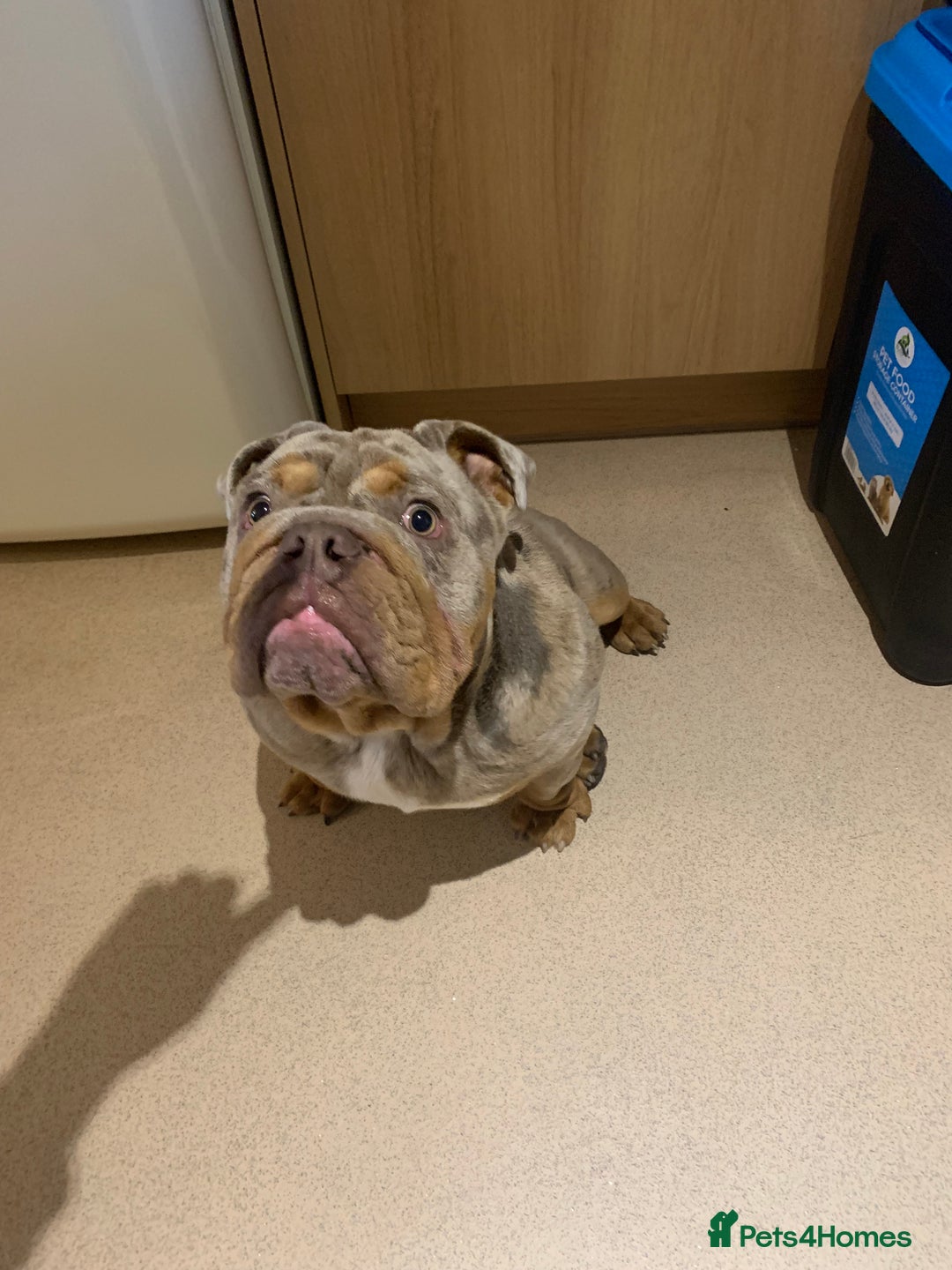 English Bulldog dogs for sale: English bulldog - Advert 4