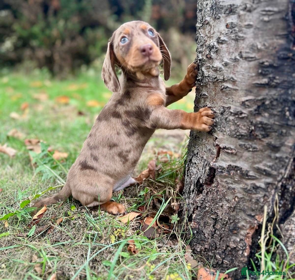 Miniature Dachshund dogs Lovely Mini dachshund puppies  - Advert 1