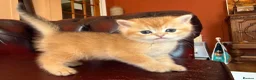 British Shorthair cats for sale: Top quality Golden BSH - Advert 15