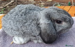 Mini Lop rabbits for sale: Friendly Baby rabbits  Vac RHD2 YURVAC - Image 15