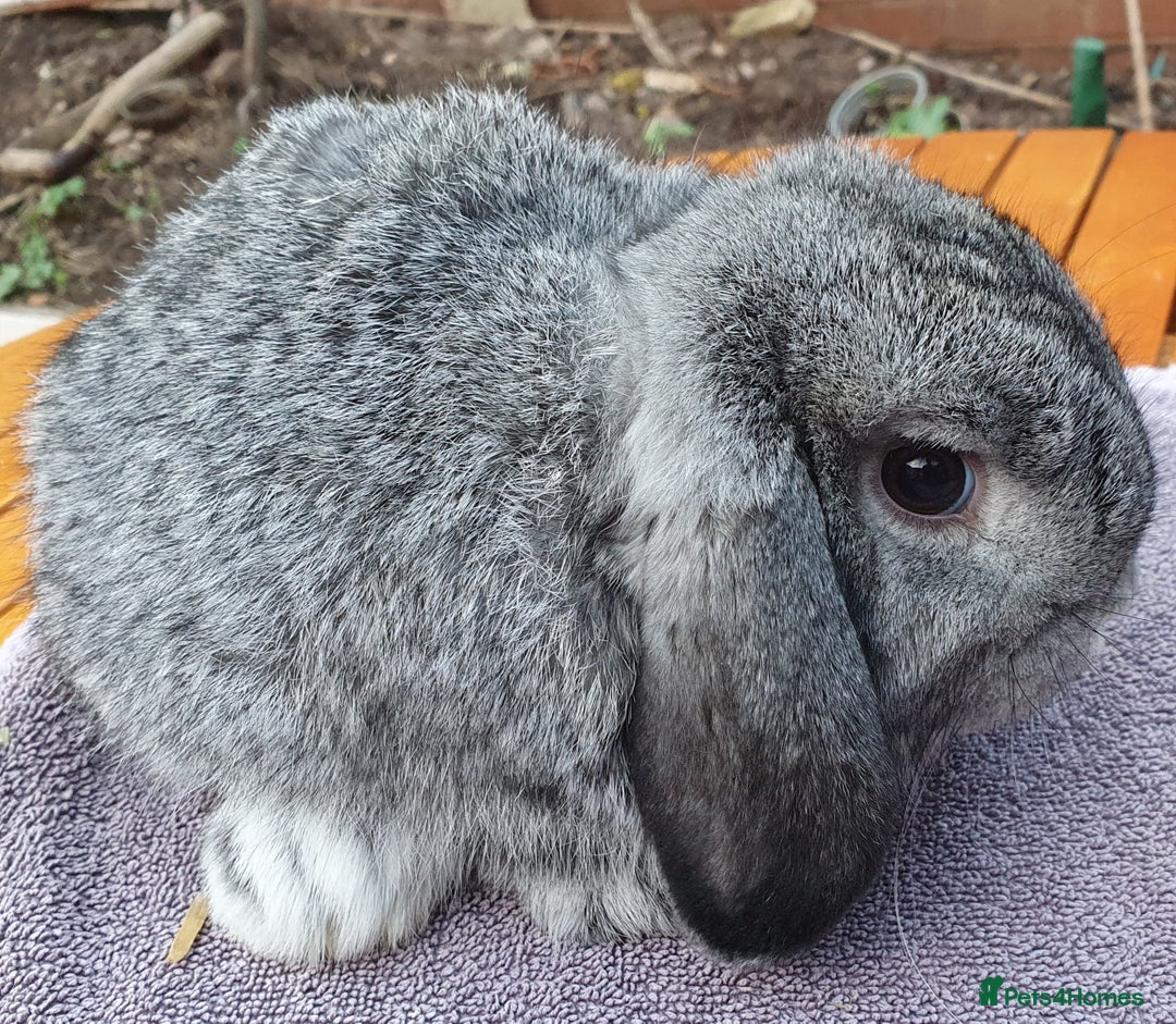 Mini Lop rabbits for sale: Friendly Baby rabbits  Vac RHD2 YURVAC - Image 15