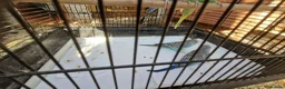 Budgerigars birds for sale: 4x budgie chicks £40 each ready now - Advert 4